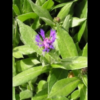 Centaurea montana (fam Composees) (Europe centre et sud) (3)